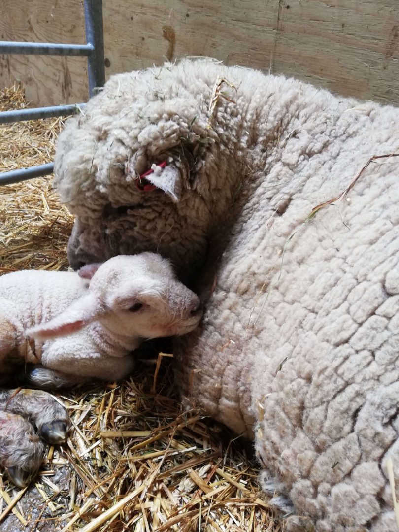 New born lamb