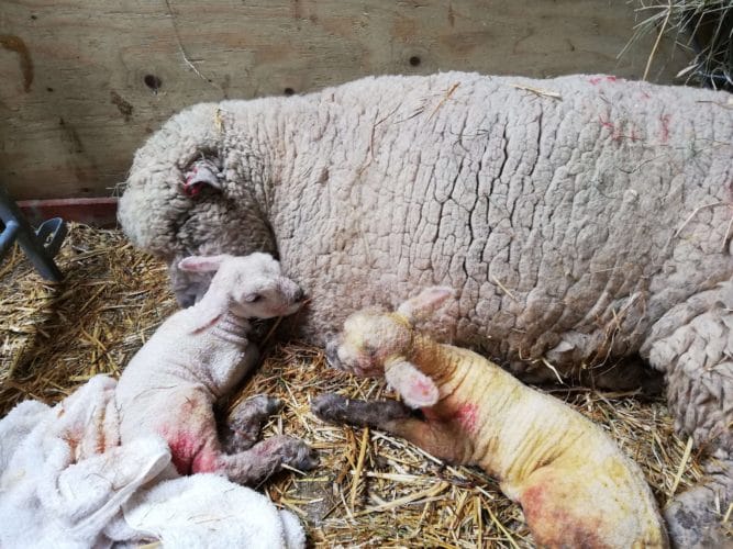 Newborn Southdown Lambs