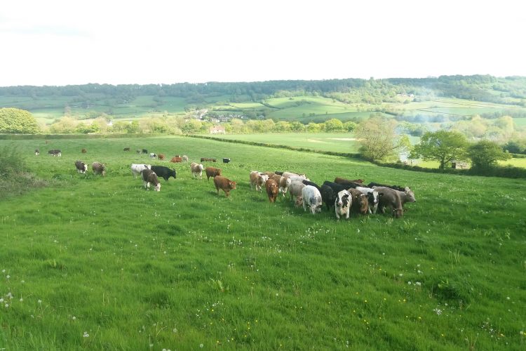 Cows in the Blackdown Hills
